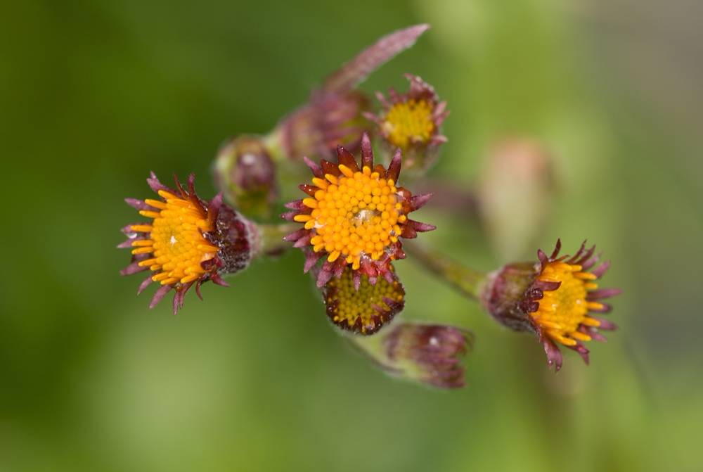 Blooming Groundsel